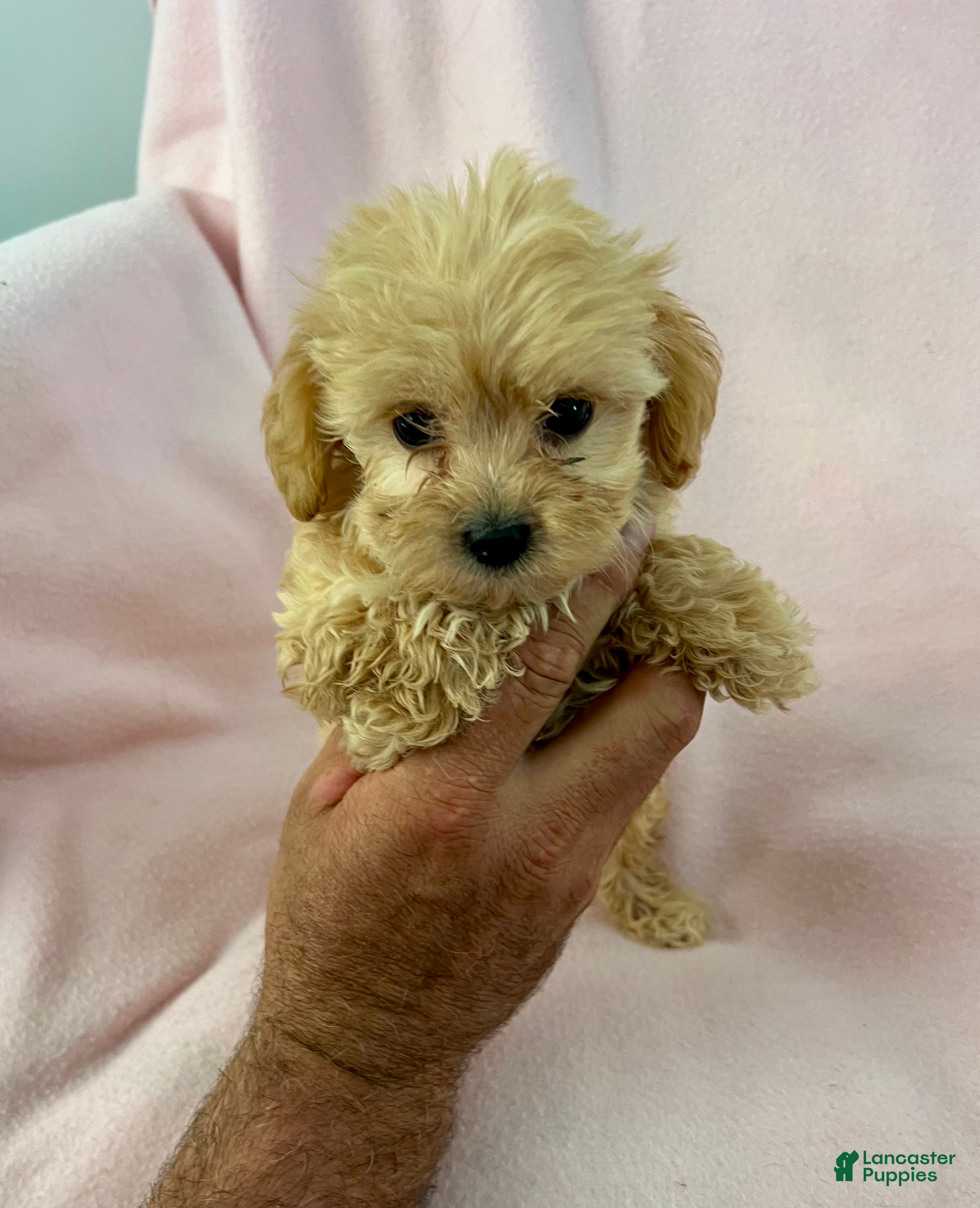 Shihpoo dogs Trudy Girl-Shihpoo 1 - Ad 2