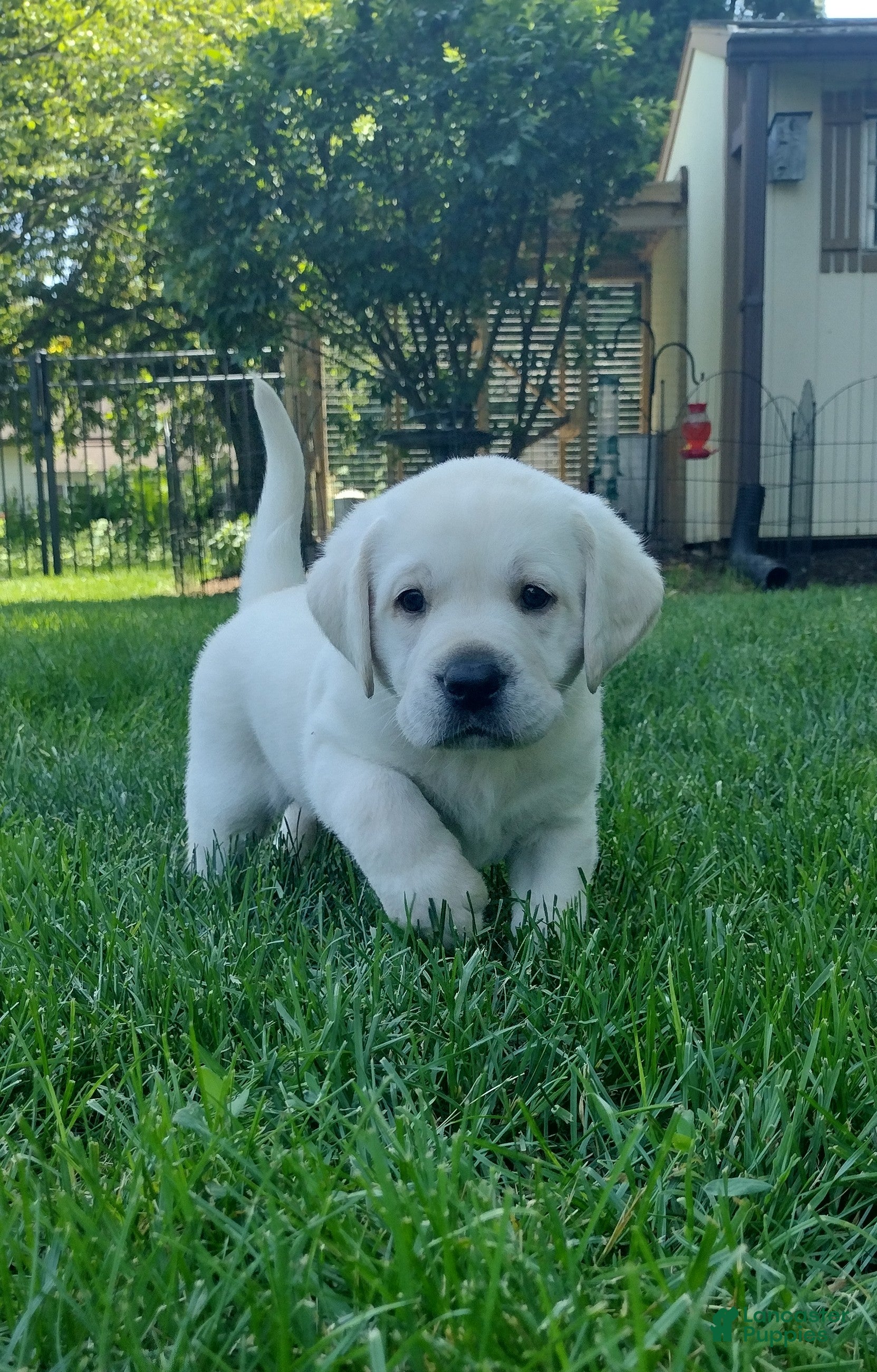 Labrador Retriever dogs Riley  - Ad 1