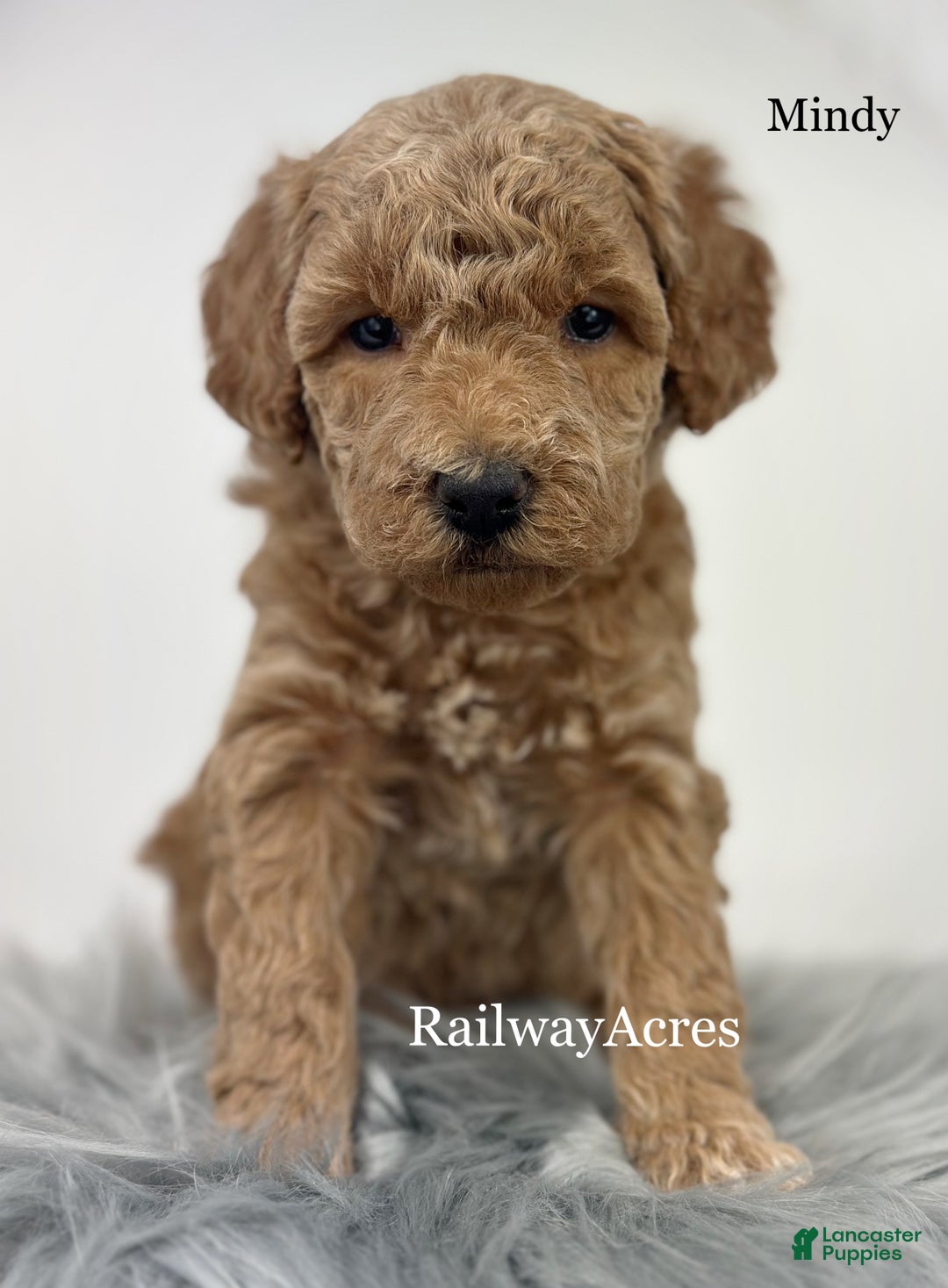 Goldendoodle dogs for sale: Mindy - Ad 3