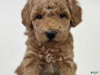 Goldendoodle dogs - Ad 2
