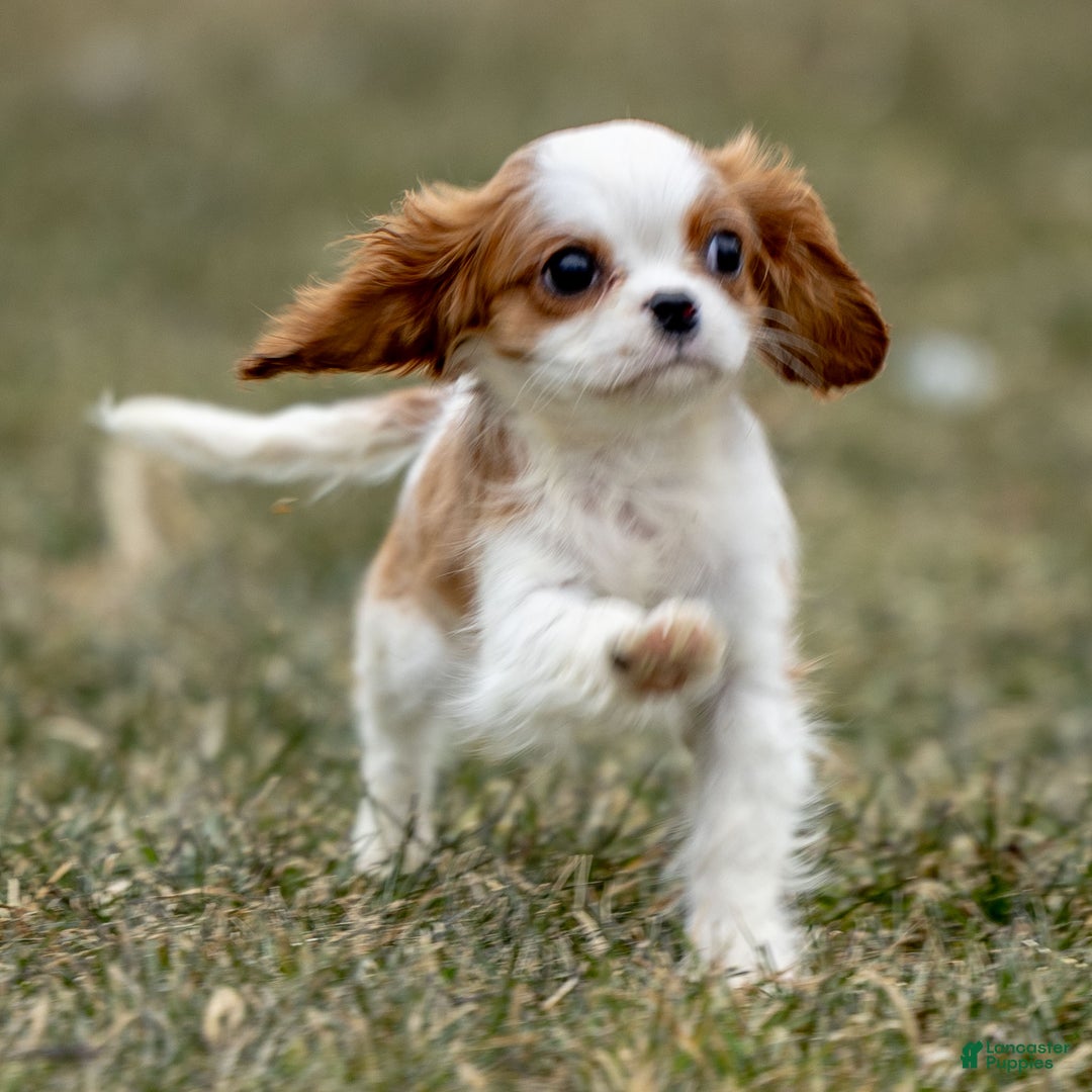 Cavalier King Charles Spaniel dogs for sale: Zoey - Ad 2