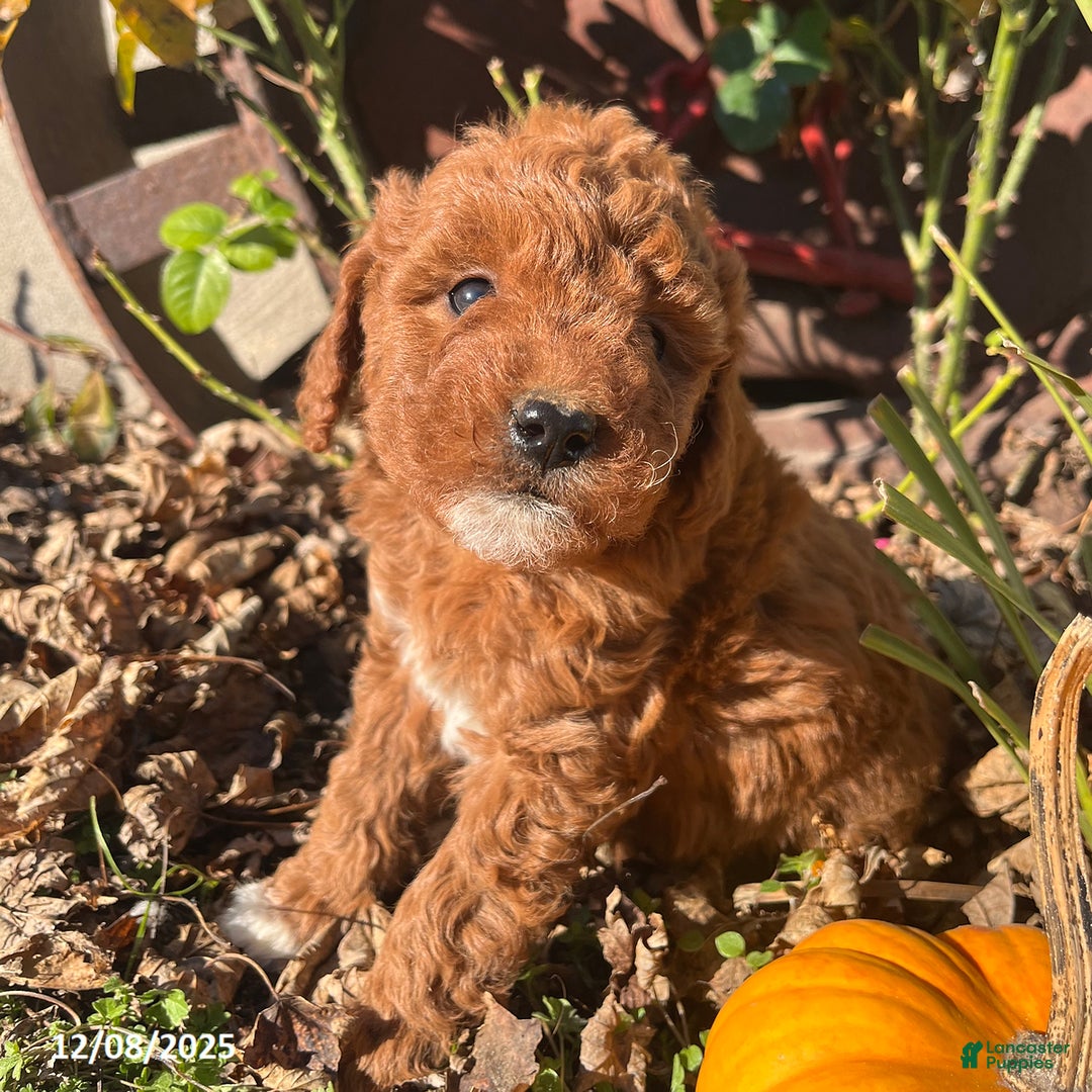 Mini Goldendoodle dogs for sale: Merry - Ad 2