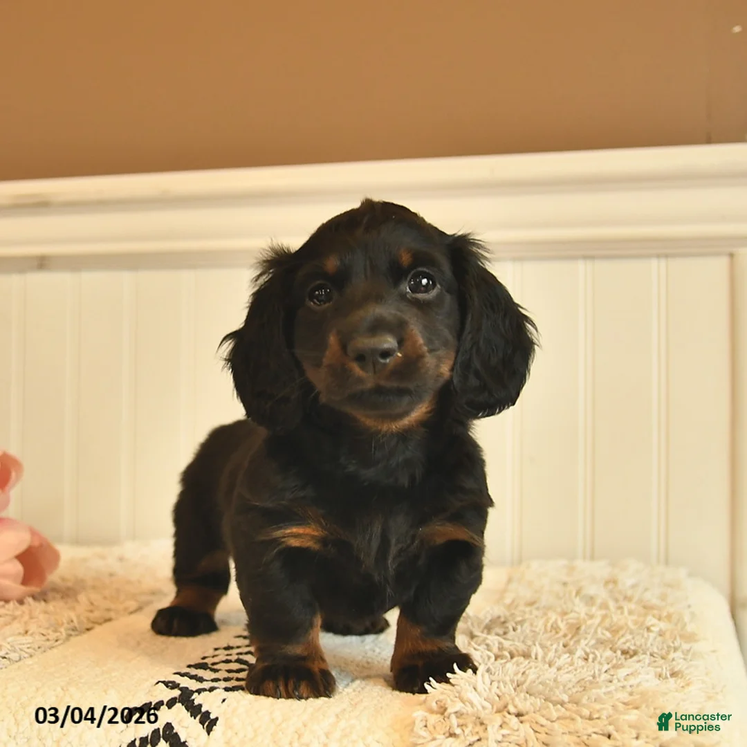 Miniature Dachshund dogs for sale: Todd  - Ad 2