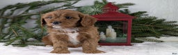 Cavapoo dogs for sale: Nicklous  - Ad 6