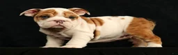 English Bulldog dogs for sale: Roxie - Ad 9