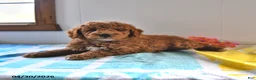 Mini Goldendoodle dogs for sale: Rocky - Ad 4