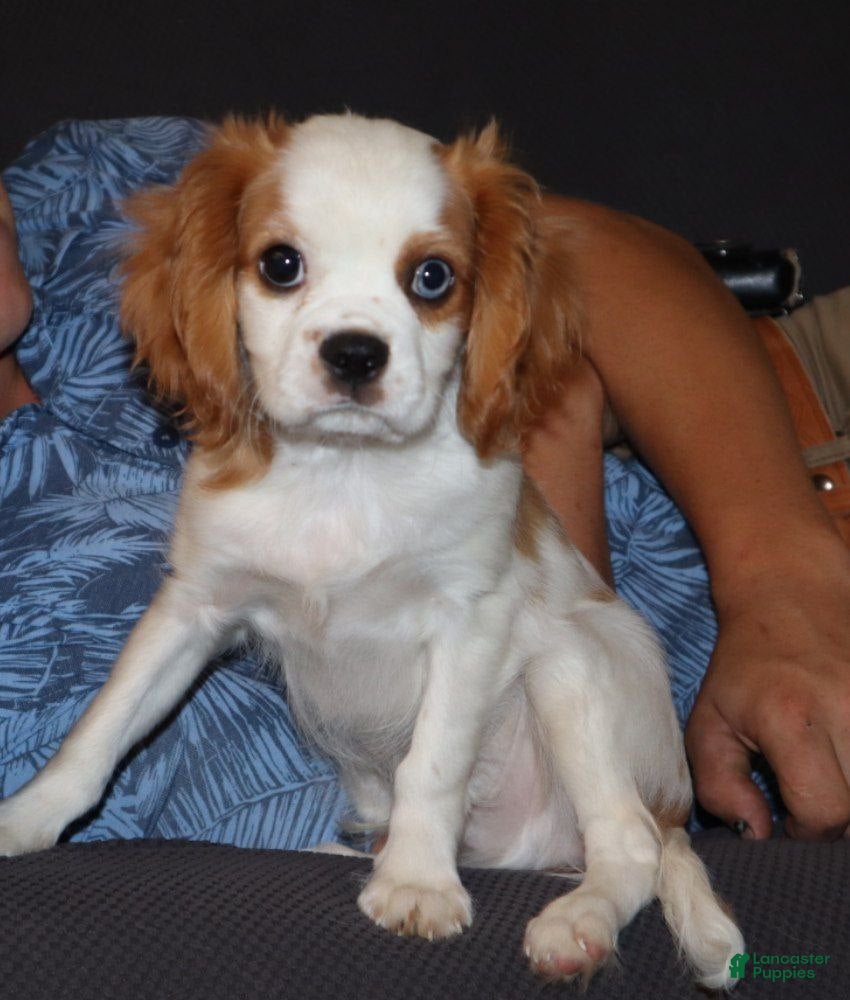 Charles Puppy 11 Year Old Cavalier King Charles Spaniel Cavalier