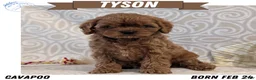 Cavapoo dogs for sale: Tyson - Ad 1