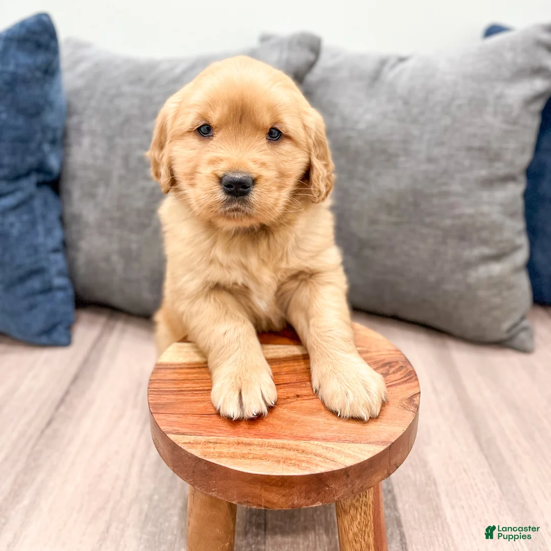 Golden Retriever dogs for sale: Lexi - Ad 9