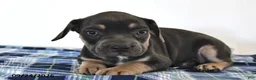 Mixed Breed dogs for sale: Leo  - Ad 3
