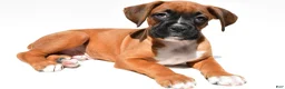 Boxer dogs for sale: Sam - Ad 7