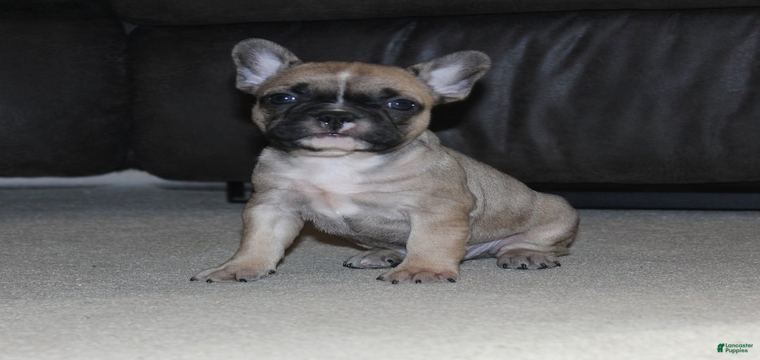 Gallery Image {{count}}