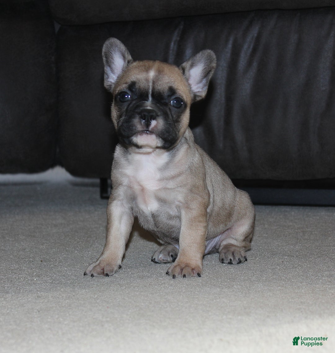 Gallery Image {{count}}