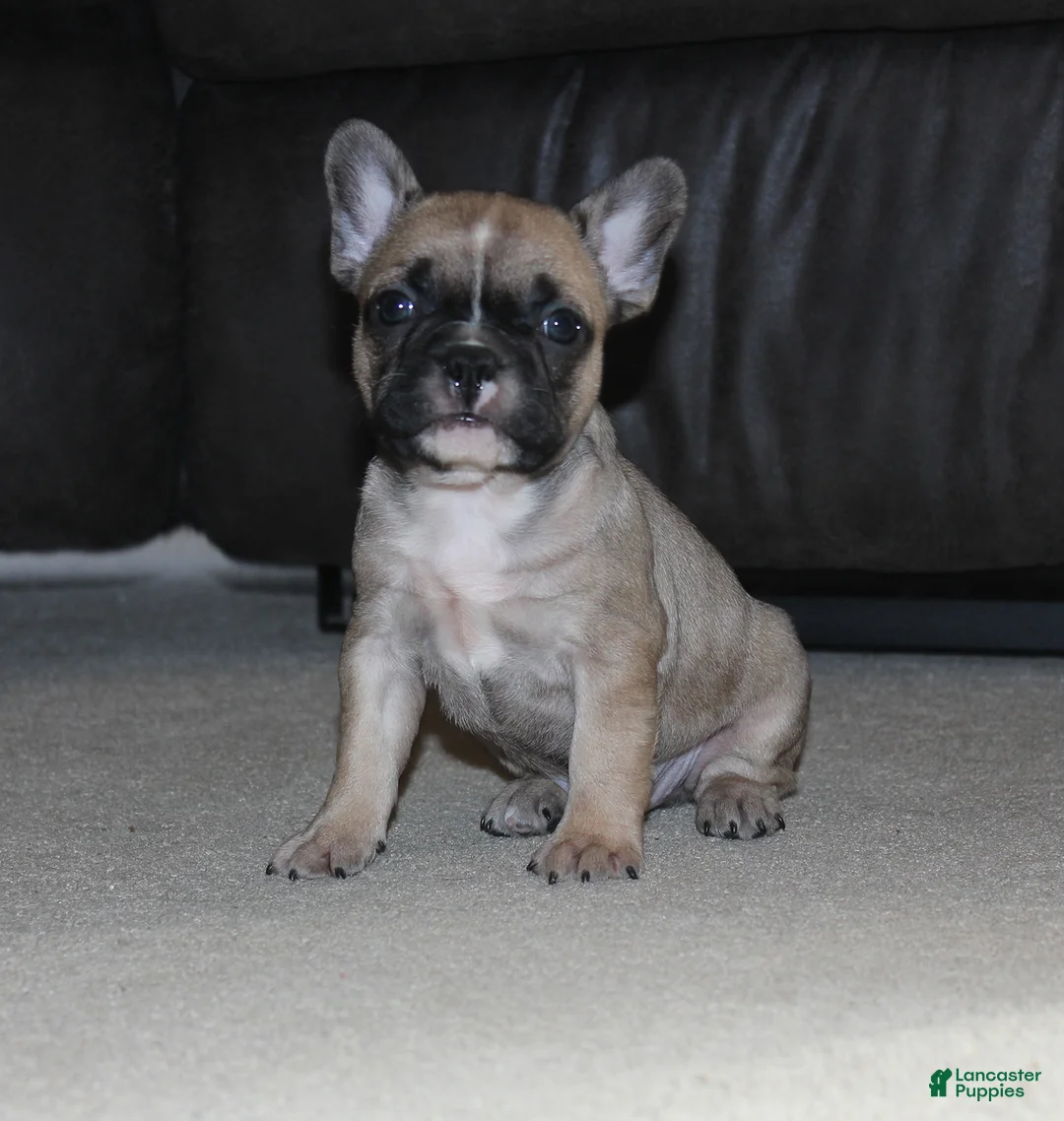 Gallery Image {{count}}