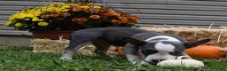 American Bully dogs for sale: American Bully 3 - Ad 4