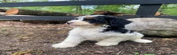 Bernedoodle dogs for sale: Holden - Ad 10