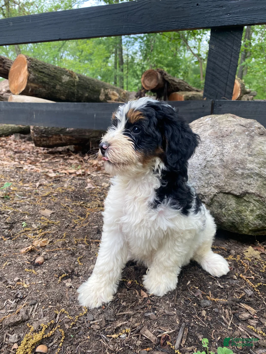 Bernedoodle dogs for sale: Holden - Ad 10
