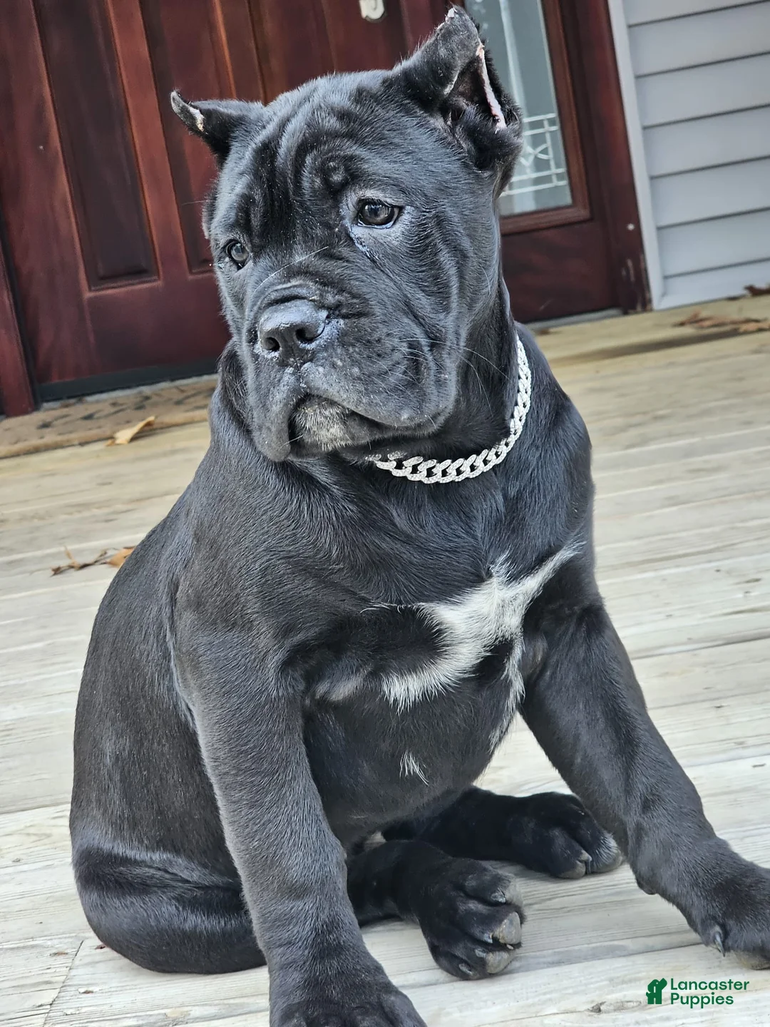 Cane Corso dogs for sale: QUEENIE - Ad 6