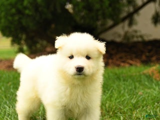 Samoyed dogs - Ad 3