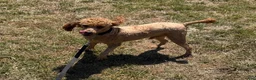 Miniature Poodle dogs for sale: Brent - Ad 3