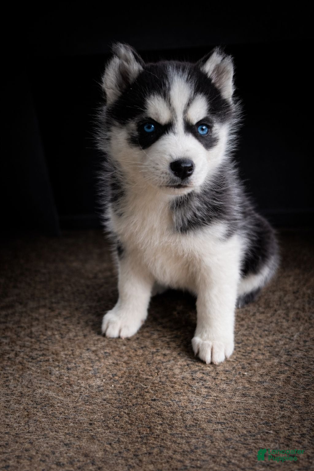 Alaskan Husky dogs Linda - Ad 1