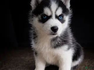 Alaskan Husky dogs Linda - Ad 1