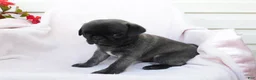 Pug dogs for sale: Sara - Ad 5