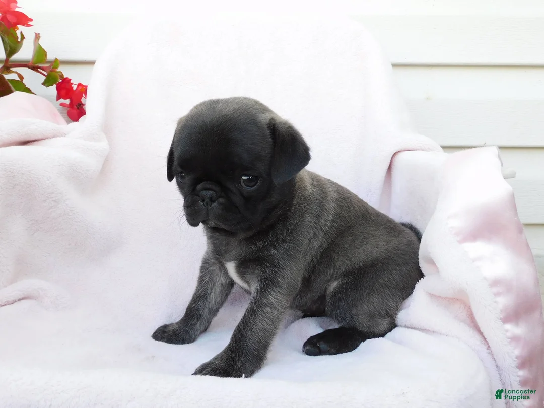 Pug dogs for sale: Sara - Ad 5