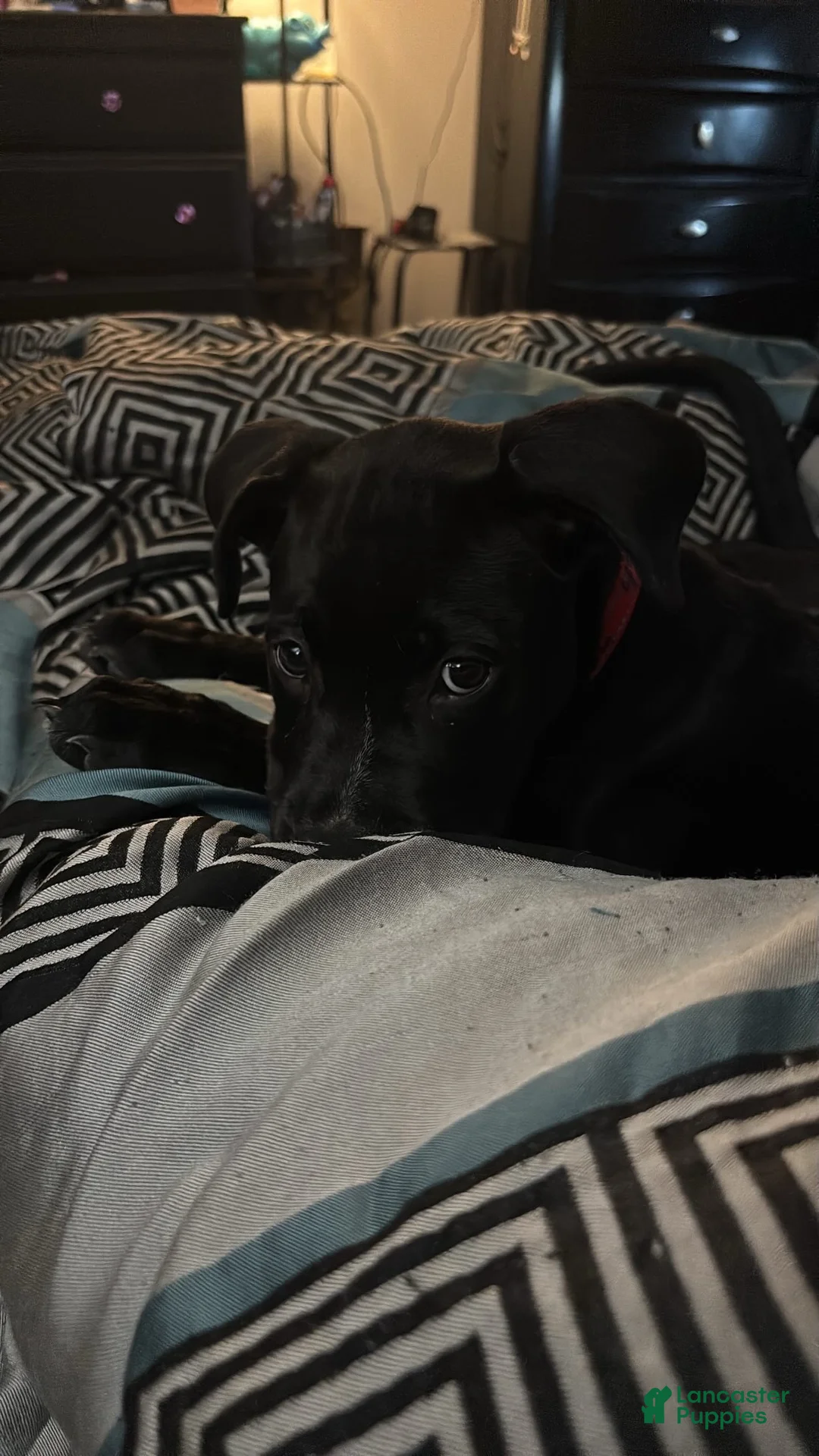 Mixed Breed dogs for sale: Mixed Breed 1 - Ad 2
