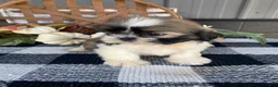 Shih Tzu dogs for sale: Leo - Ad 3