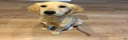 Golden Retriever dogs for sale: Golden Retriever 1 - Ad 4