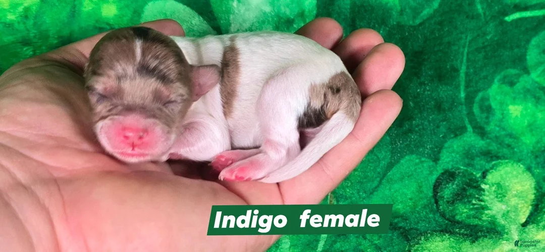 Maltipoo dogs for sale: Indigo - Ad 1