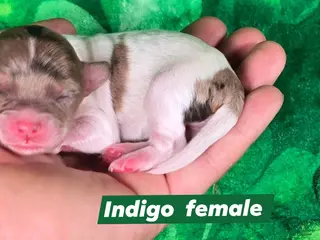 Maltipoo dogs Indigo - Ad 22