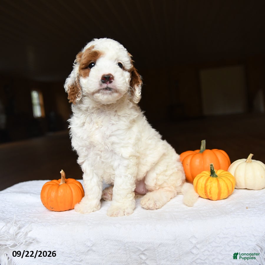 Mini Goldendoodle dogs Almond - Ad 1