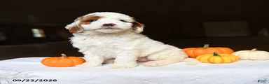 Almond