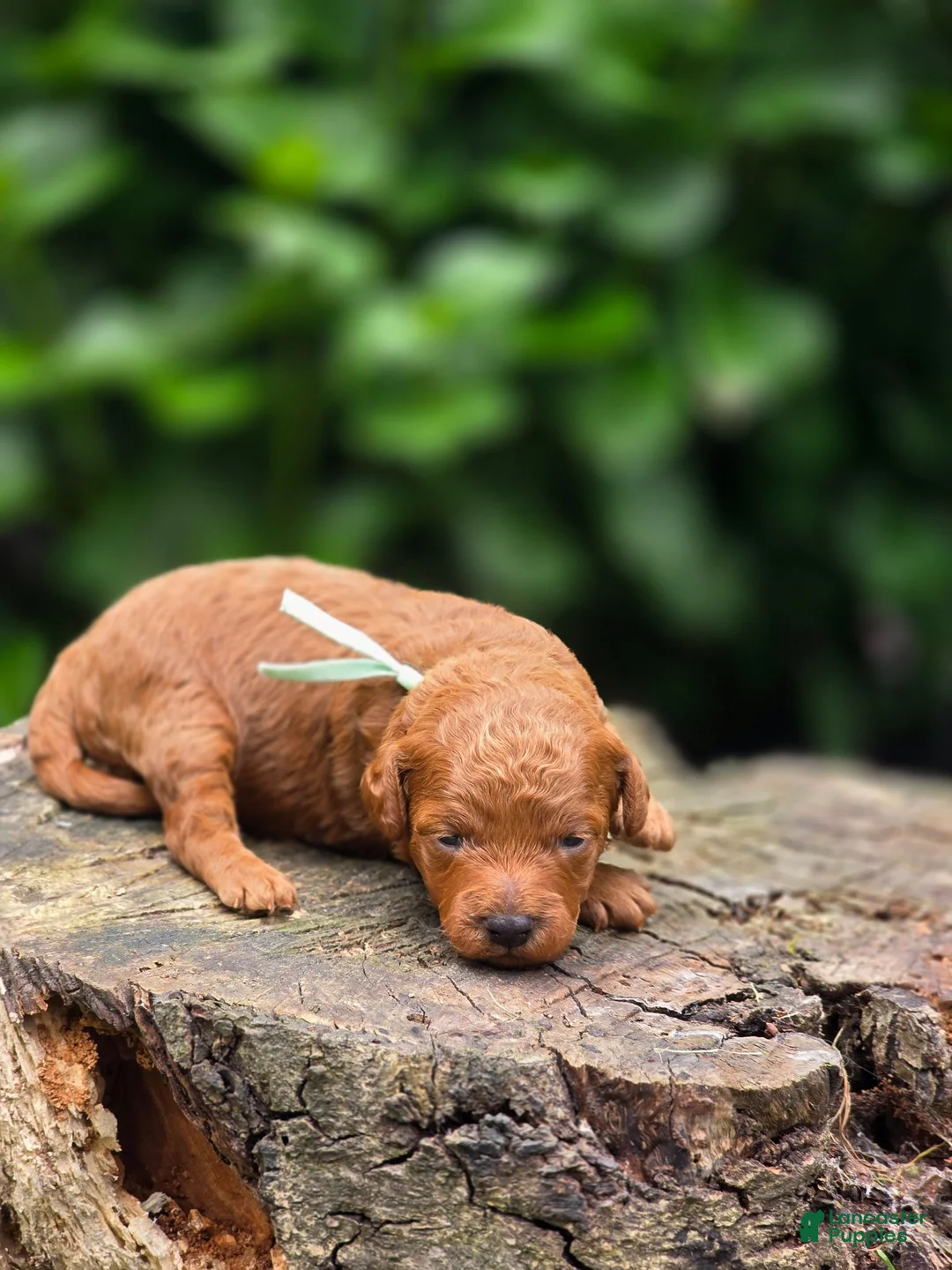 Mini Goldendoodle dogs for sale: Versace - Ad 2
