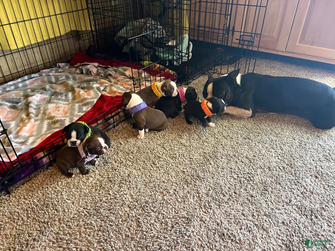 Gallery Image {{count}}