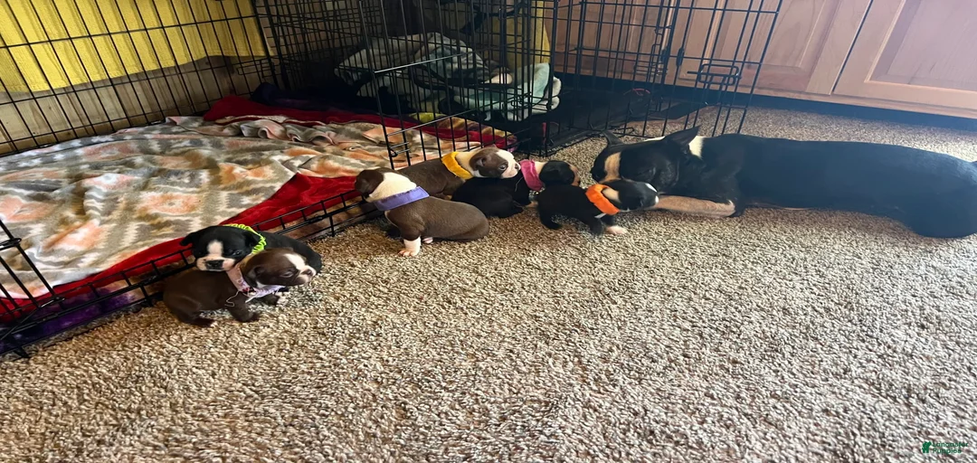 Gallery Image {{count}}