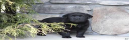 Labrador Retriever dogs for sale: Labrador Retriever Puppy 3 - Ad 6