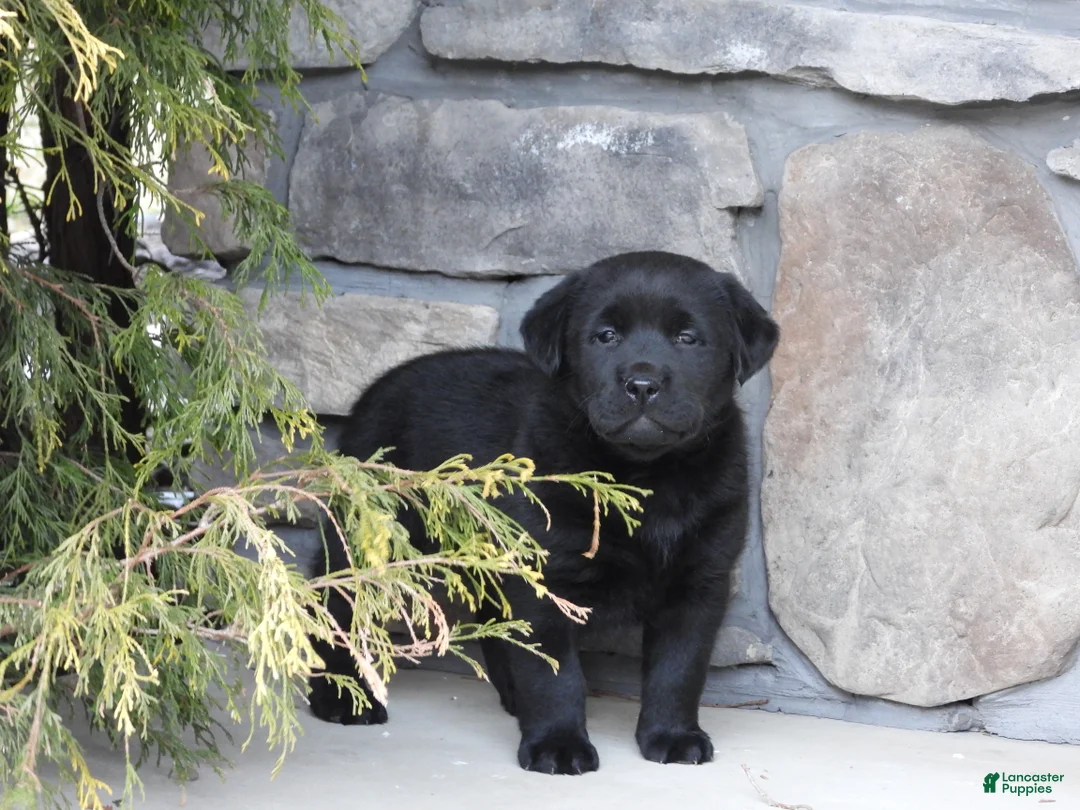 Labrador Retriever dogs for sale: Labrador Retriever Puppy 3 - Ad 6