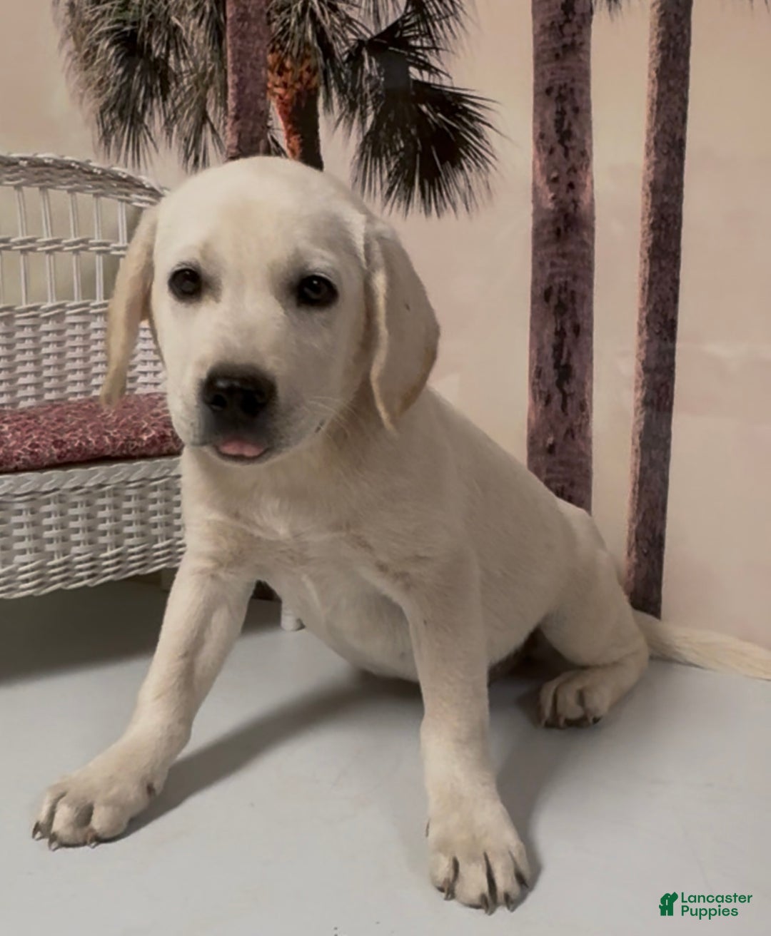 Labrador Retriever dogs for sale: Labrador Retriever Chester - Ad 71