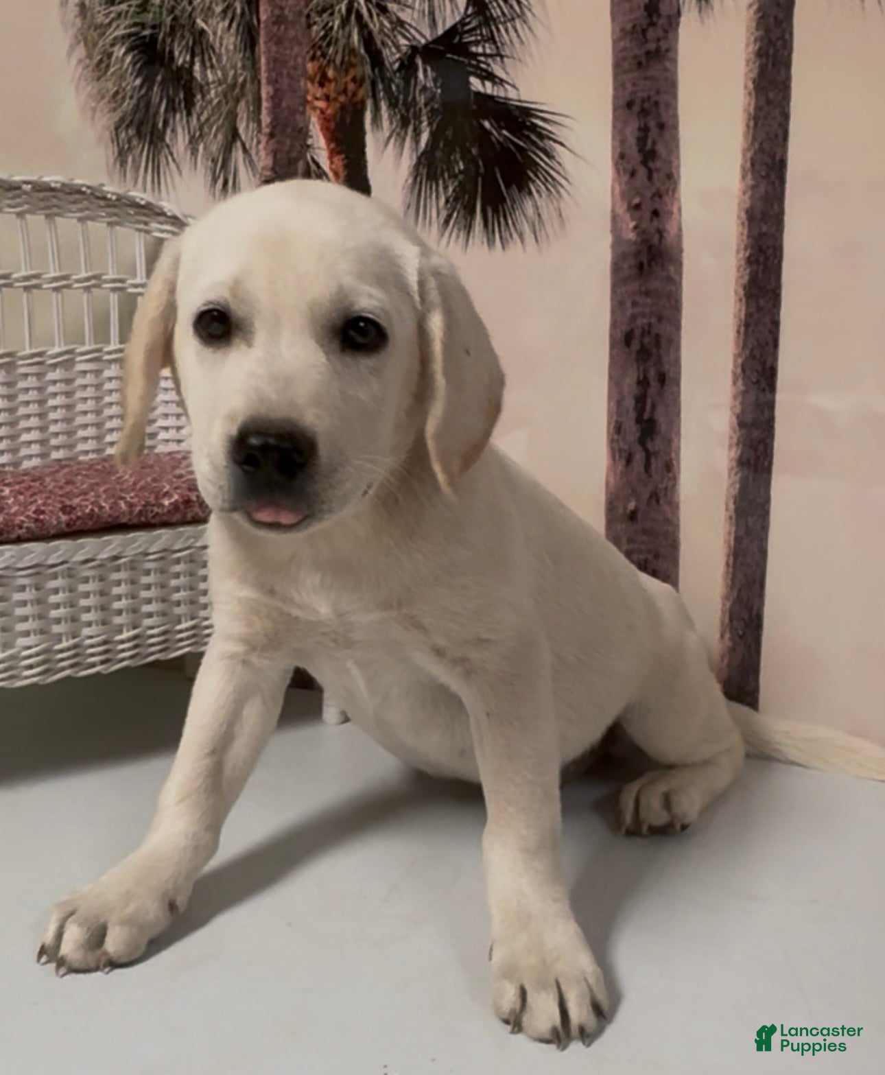 Labrador Retriever dogs for sale: Labrador Retriever Jackie - Ad 74