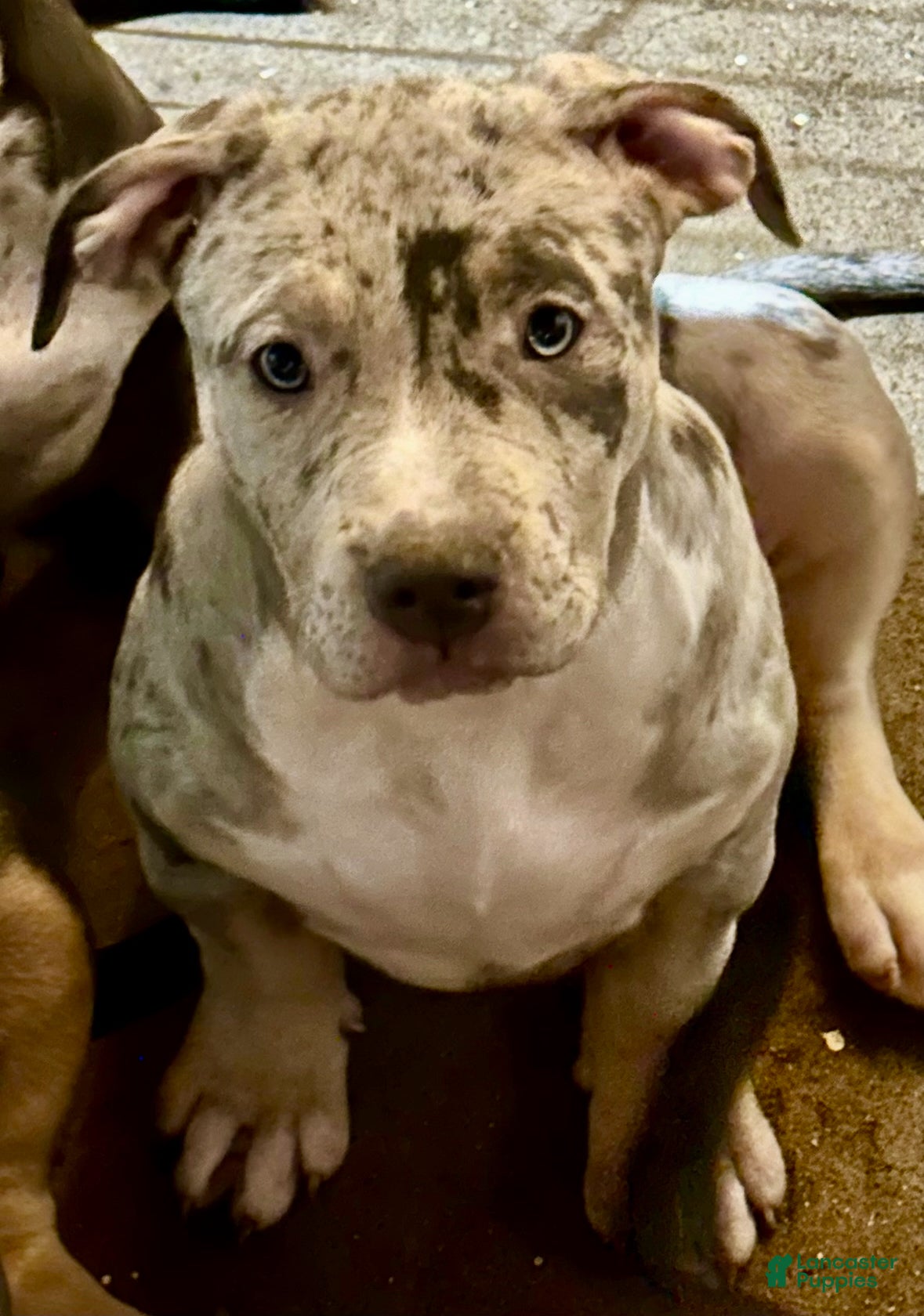 American Bully dogs Blue Moon - Ad 27