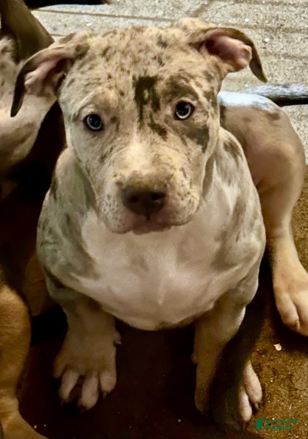 American Bully dogs for sale: Blue Moon - Ad 1