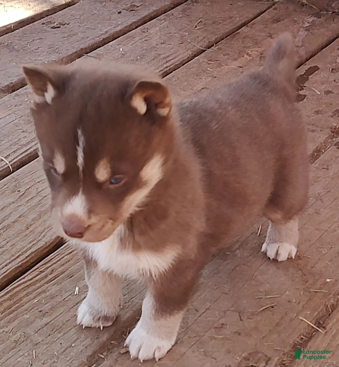 Siberian Husky dogs for sale: Siberian Husky Puppy 3 - Ad 3