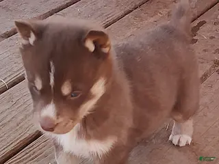 Siberian Husky dogs Siberian Husky Puppy 3 - Ad 19