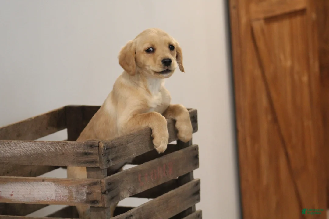 Cockapoo dogs for sale: Kasey  - Ad 2