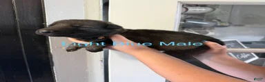 German Shepherd Light Blue Collar