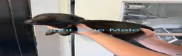 German Shepherd dogs for sale: German Shepherd Light Blue Collar - Ad 1