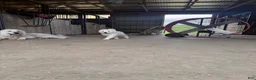 Great Pyrenees dogs for sale: Ms purple  - Ad 4